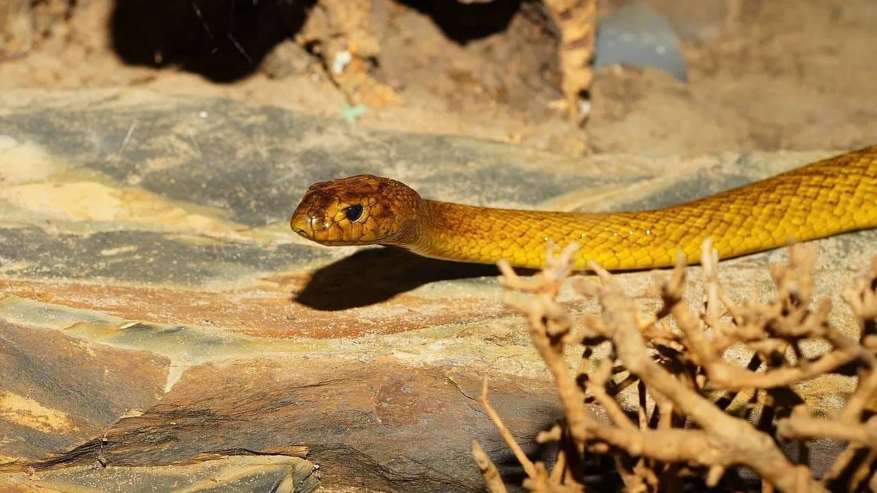 (डिस्क्लेमर : वरील माहिती उपलब्ध स्रोतावरून देण्यात आलेली आहे. याच्या तथ्यांबद्दल आम्ही कुठलाही दावा करीत नाही, तसेच अंधश्रद्धेला दुजोरा देत नाही)