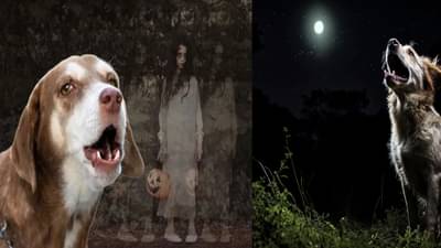 रात्री कुत्र्यांना खरोखरच भुते दिसतात म्हणून भुंकतात किंवा रडतात? जाणून घ्या काय आहे यामागील सत्य