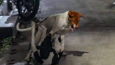 कुत्रे आक्रमक होत कधी चावतात? स्वत:ला वाचवण्यासाठी काय कराल? जाणून घ्या पाच कारणं