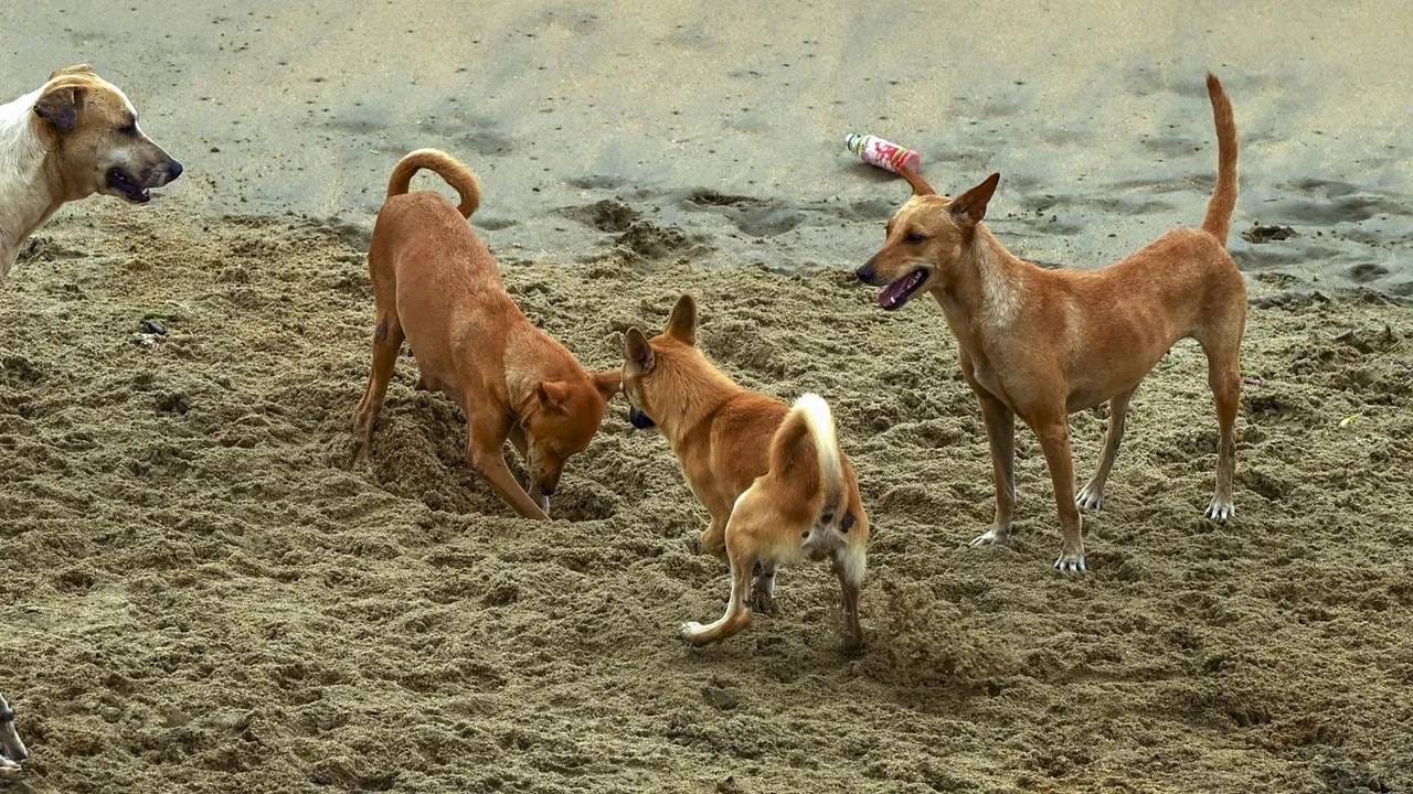 भूकंप आणि त्सुनामीचा धोका प्राण्यांना माणसांपेक्षा आधी कसा कळतो? जाणून घ्या यामागील रहस्य भूकंप आणि त्सुनामीचा धोका प्राण्यांना माणसांपेक्षा आधी कसा कळतो? जाणून घ्या यामागील रहस्य