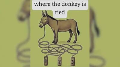 ज्यांची नजर तीक्ष्ण त्यांनाच सुटणार कोडे! चित्रात दिसणारा हा गाढव कोणत्या खांबाला बांधलेला आहे?