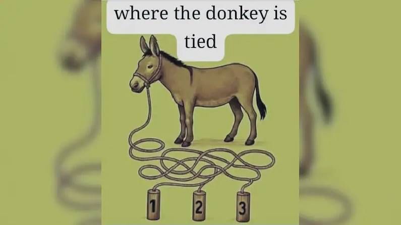 ज्यांची नजर तीक्ष्ण त्यांनाच सुटणार कोडे! चित्रात दिसणारा हा गाढव कोणत्या खांबाला बांधलेला आहे? ज्यांची नजर तीक्ष्ण त्यांनाच सुटणार कोडे! चित्रात दिसणारा हा गाढव कोणत्या खांबाला बांधलेला आहे?