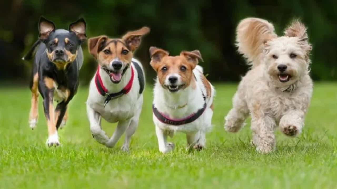 स्वप्नात अनेक कुत्रे पाहण्याचा अर्थ काय? शुभ असतं की अशुभ?