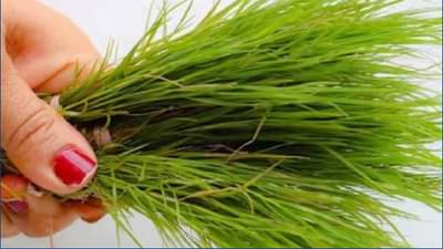 गणपती बाप्पाला आवडणाऱ्या दुर्वांचे हे 5 आरोग्यदायी फायदे तुम्हाला करातील आश्चर्यचकित, जाणून घ्या