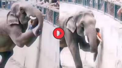 कोल्हापूरच्या माधुरी हत्तीणीने वाचवला लहान मुलाचा जीव? काय आहे व्हायरल व्हिडीओ मागचे सत्य?