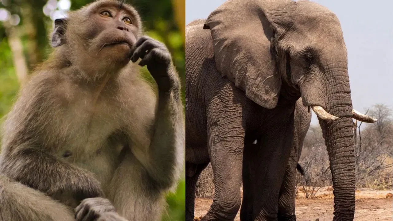 माकडांना केळी खाऊ घातल्याने सर्व दुःखे आणि पापे संपतात आणि हत्तीला खाऊ घातल्याने जीवनातील अडथळे आणि समस्या दूर होतात.