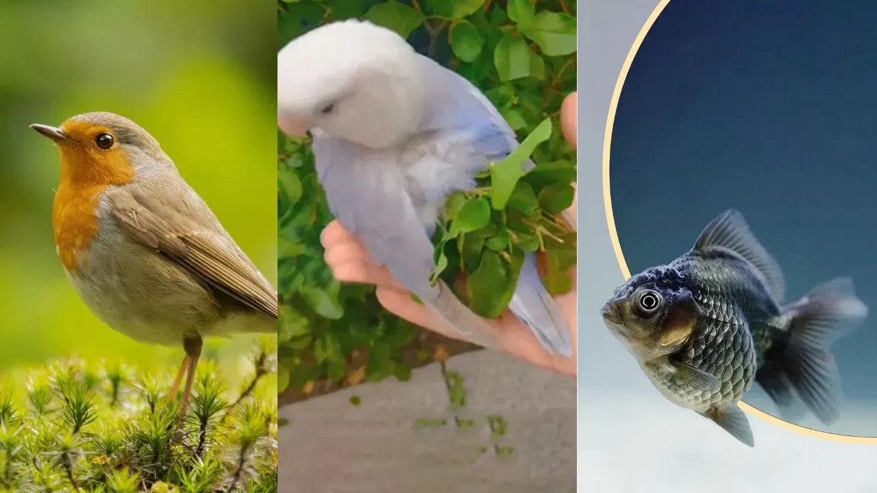 ( डिस्क्लेमर : ही माहिती उपलब्ध स्रोतावरून देण्यात आलेली आहे. या तथ्यांबद्दल आम्ही कुठलाही दावा करत नाही, अंधश्रद्धेला दुजोरा देत नाही)