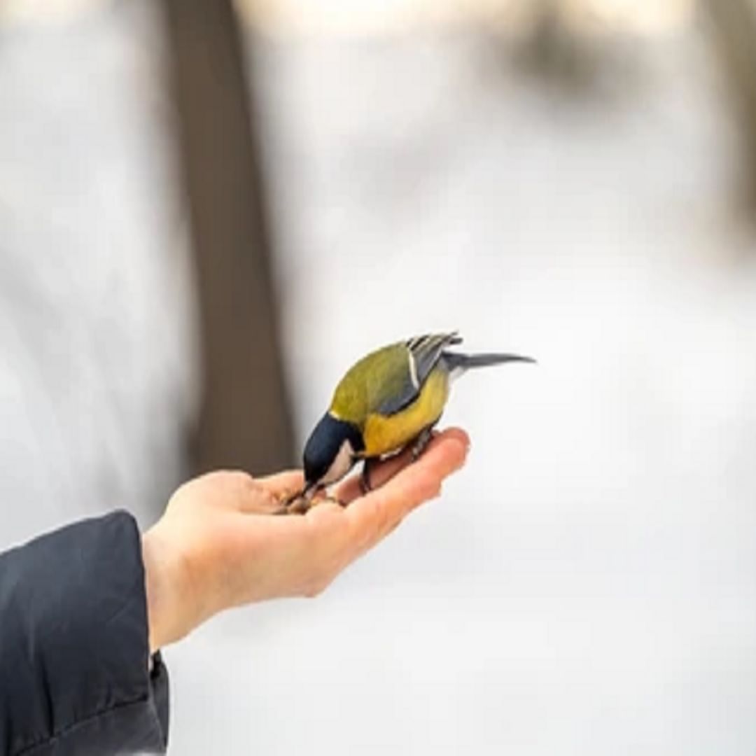 पक्ष्यांना धान्य खाऊ घातल्याने व्यवसाय आणि नोकरीतच फायदा होत नाही तर जीवनातील सर्व समस्यांपासूनही आराम मिळतो. शिवाय, मन शांत राहते, ग्रहांच्या समस्या दूर होतात आणि अपूर्ण काम पूर्ण होते. यासोबतच आरोग्यही चांगले राहते.