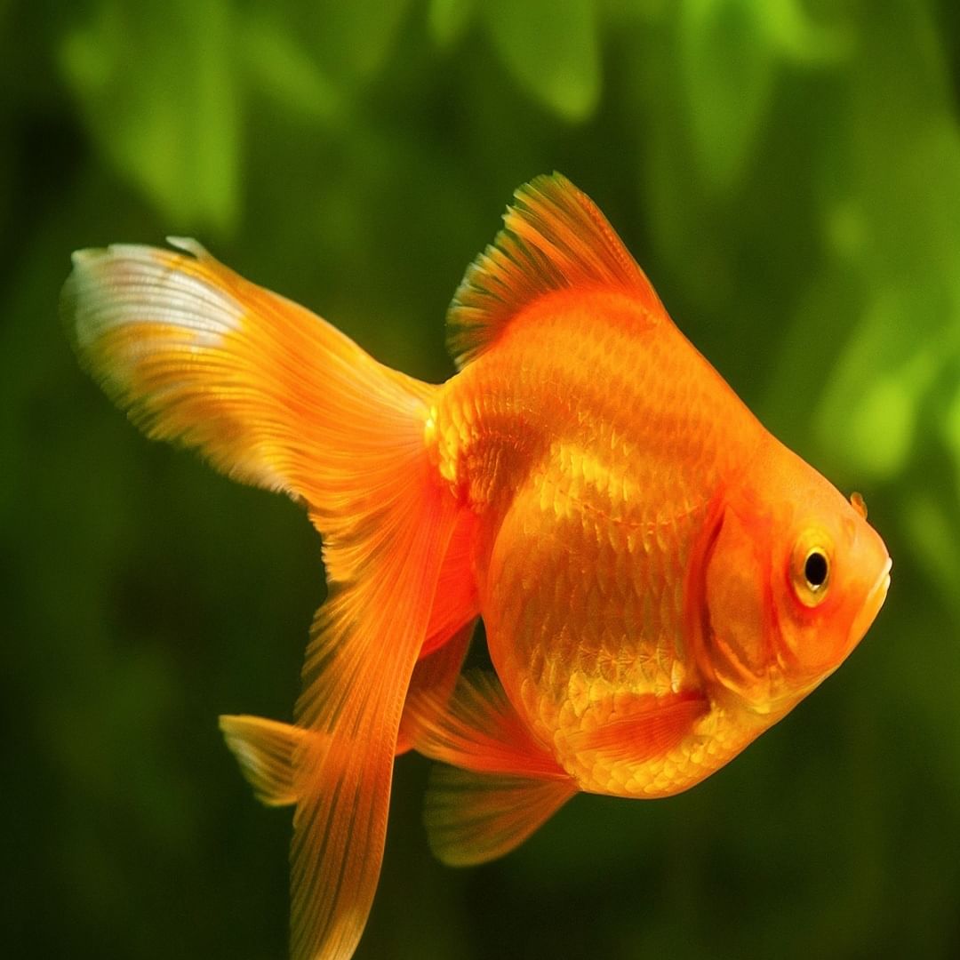 माशांना धान्य आणि पीठ खाऊ घातल्याने कर्जमुक्ती होते. यासोबतच कुटुंबातील वातावरणही आनंदी राहते.