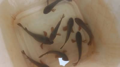 चमत्कार! या राज्यात चक्क माशांचा पडला पाऊस, मासे गोळा करण्यासाठी लोकांची गर्दी