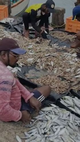 सिंधुदुर्ग: वेंगुर्ले समुद्रात कोळंबीचा बंपर कॅच!