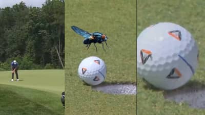 एका माशीची कमाल.! हरलेला सामना जिंकवत मिळाले 17 कोटींचं बक्षीस, पाहा व्हिडीओतून चमत्कार