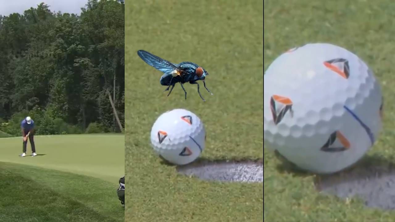 एका माशीची कमाल.! हरलेला सामना जिंकवत मिळाले 17 कोटींचं बक्षीस, पाहा व्हिडीओतून चमत्कार