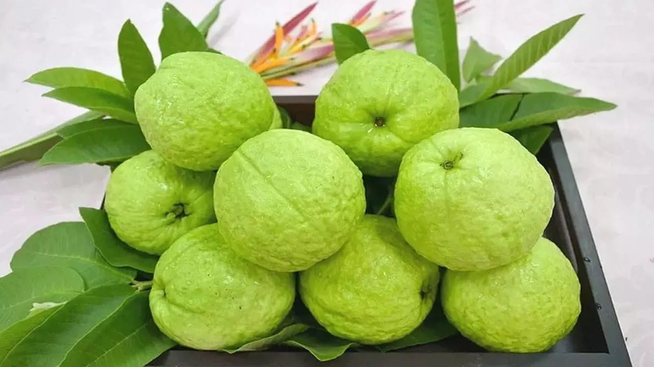 अ‍ॅसिडिटी किंवा अ‍ॅसिड रिफ्लक्स | पेरूमध्ये थोडं अ‍ॅसिडिक गुणधर्म असतो. त्यामुळे जास्त प्रमाणात खाल्ल्यास अ‍ॅसिडिटी वाढू शकते. ज्यांना छातीत जळजळ  होते त्यांनी पेरु खाऊ नये