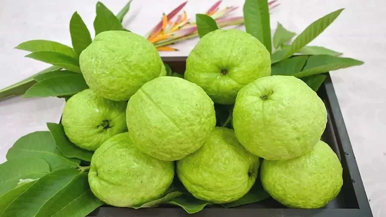 अॅसिडिटी किंवा अॅसिड रिफ्लक्स | पेरूमध्ये थोडं अॅसिडिक गुणधर्म असतो. त्यामुळे जास्त प्रमाणात खाल्ल्यास अॅसिडिटी वाढू शकते. ज्यांना छातीत जळजळ होते त्यांनी पेरु खाऊ नये