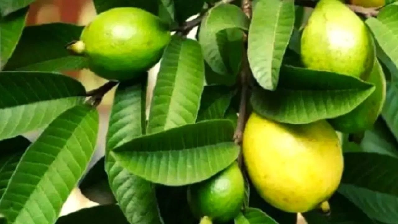 इरिटेबल बाउल सिंड्रोम (IBS) |  पेरूमध्ये फायबर जास्त असल्यामुळे पोट फुगणे, गॅस, मळमळ यांसारख्या समस्या होऊ शकतात.