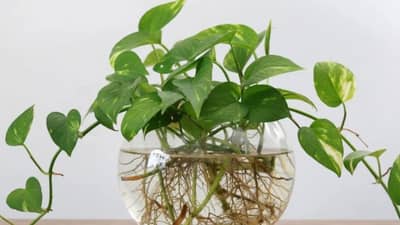 हेल्दी घरासाठी प्रत्येक खोलीत लावा ही झाडं