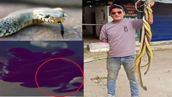 असा शेजारी नकोरे बाबा! भांडण झालं म्हणून शेजाऱ्यांच्या घरी थेट कोब्रा सोडला, व्हिडीओही व्हायरल