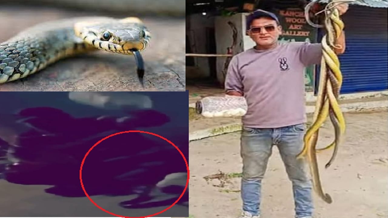 असा शेजारी नकोरे बाबा! भांडण झालं म्हणून शेजाऱ्यांच्या घरी थेट कोब्रा सोडला, व्हिडीओही व्हायरल