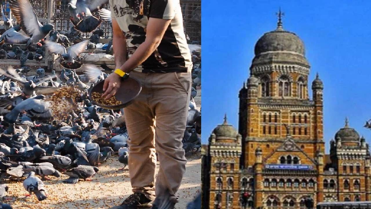 'जी दक्षिण' वार्डमध्ये 3 कबुतरखाने आहेत. विलेपार्ले पूर्व-अंधेरी पूर्व (के पूर्व) येथे 3, तर गोरेगाव पश्चिम (पी पश्चिम) येथेही 3 कबुतरखाने आहेत. दक्षिण मुंबईतील 'ए' वार्डमध्ये 2, माटुंगा परिसरातील 'एफ उत्तर' मध्ये 2, वांद्रे-सांताक्रूझ पश्चिम (एच पश्चिम) येथे 2, बोरिवली-दहिसर (आर मध्य आणि आर उत्तर) येथे प्रत्येकी 2, आणि भांडुपमध्ये 2 कबुतरखाने आहेत. 'एफ दक्षिण', 'जी उत्तर', 'एच पूर्व', 'आर दक्षिण' आणि 'एन' वार्डमध्ये प्रत्येकी एक कबुतरखाना आहे.