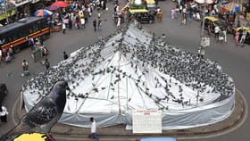 कबुतरखान्यासंदर्भात मोठी अपडेट, सुप्रीम कोर्टानं काय दिला निर्णय?.