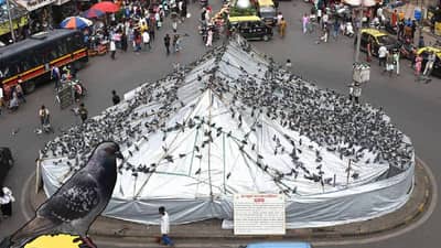 कबुतरखान्यांवरील बंदीच्या पार्श्वभूमीवर पेटाची ठळक भूमिका; जाहिरातबाजीने वेधलं लक्ष