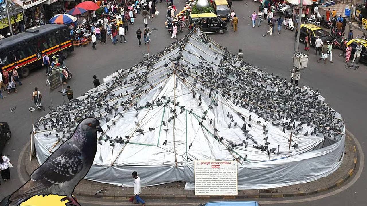 कबुतरखान्यासंदर्भात सर्वात मोठी अपडेट, सुप्रीम कोर्टानं काय दिला निर्णय? कबुतरखान्यासंदर्भात सर्वात मोठी अपडेट, सुप्रीम कोर्टानं काय दिला निर्णय?