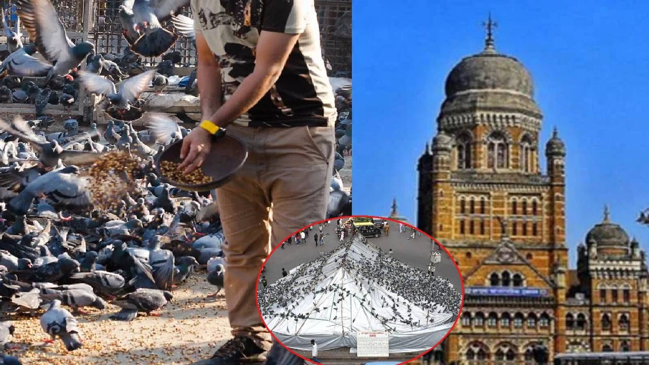 मुंबई उच्च न्यायालयाने दादर येथील कबुतरखाना परिसरात पक्ष्यांना खाद्य देण्यावर निर्बंध घातले असले तरी, काही नागरिक नव्या युक्त्या वापरून कायद्याची पायमल्ली करत आहेत. यामुळे मुंबई महानगरपालिकेने (BMC) आता कठोर पावले उचलली असून, अशा व्यक्तींवर कडक कारवाई सुरू केली आहे. या अंतर्गत, पालिकेने शहरातील एकूण ४४ कबुतरखान्यांवर लक्ष केंद्रित केले आहे. कबुतरांना खाद्य टाकणाऱ्यांना दंड आकरण्यात येत आहे. जवळपास 20 दिवसांमध्ये पालिकेने किती रुपयांचा दंड आकरला जाणून घ्या...