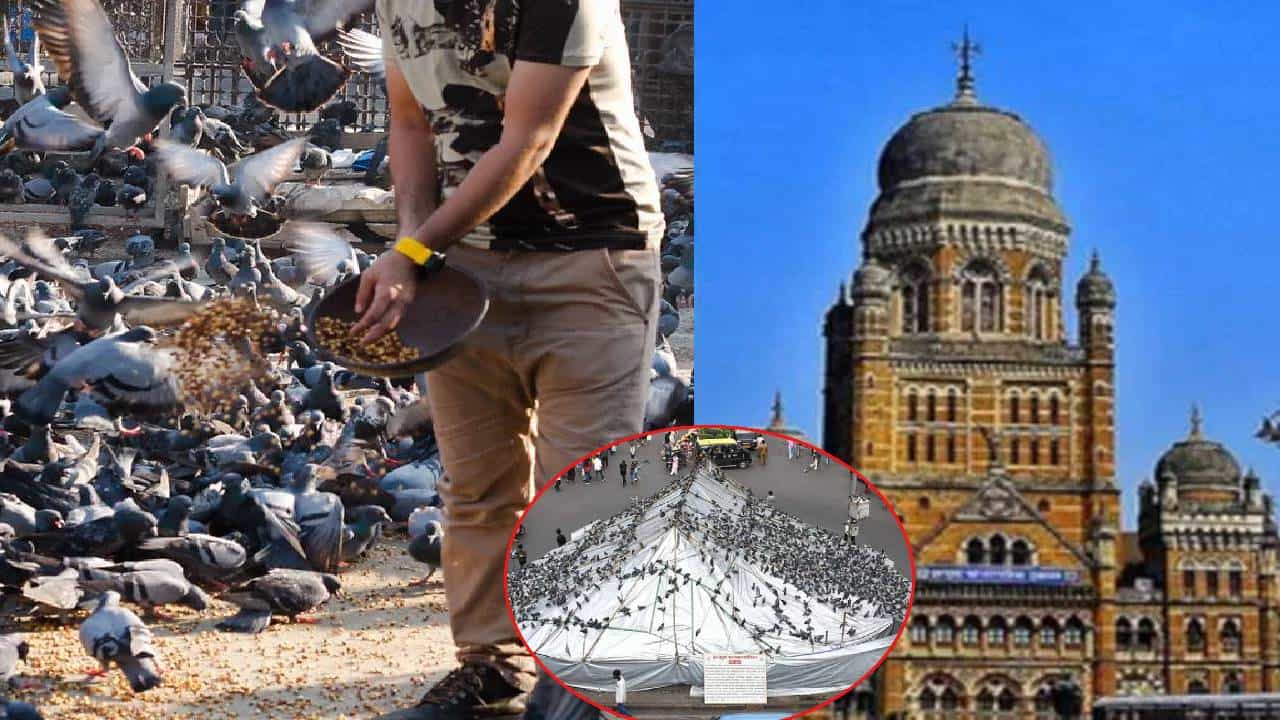 मुंबई उच्च न्यायालयाने दादर येथील कबुतरखाना परिसरात पक्ष्यांना खाद्य देण्यावर निर्बंध घातले असले तरी, काही नागरिक नव्या युक्त्या वापरून कायद्याची पायमल्ली करत आहेत. यामुळे मुंबई महानगरपालिकेने (BMC) आता कठोर पावले उचलली असून, अशा व्यक्तींवर कडक कारवाई सुरू केली आहे. या अंतर्गत, पालिकेने शहरातील एकूण ४४ कबुतरखान्यांवर लक्ष केंद्रित केले आहे. कबुतरांना खाद्य टाकणाऱ्यांना दंड आकरण्यात येत आहे. जवळपास 20 दिवसांमध्ये पालिकेने किती रुपयांचा दंड आकरला जाणून घ्या...