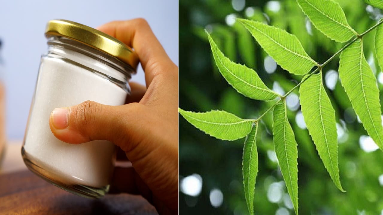 मिठाच्या डब्यात कडुलिंबाची पाने ठेवल्यास काय होते? अंधश्रद्धा नाही तर हे नुकसान होण्यापासून वाचाल मिठाच्या डब्यात कडुलिंबाची पाने ठेवल्यास काय होते? अंधश्रद्धा नाही तर हे नुकसान होण्यापासून वाचाल