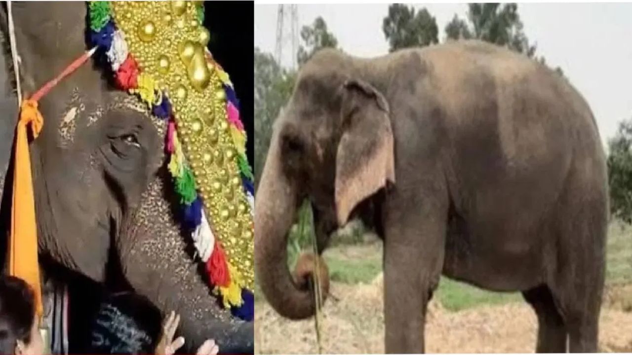 माधुरी हत्तीण नांदणी मठात परतणार, अखेर कोल्हापूरकरांच्या लढ्याला मोठ यश