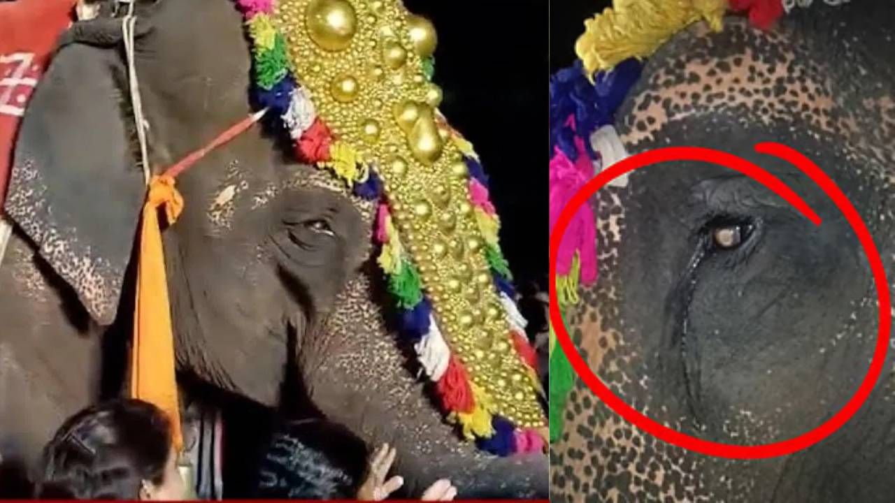 महादेवी हत्तीण पुन्हा कोल्हापूरच्या नांदणी मठात परतणार? काय आहे प्रकरण? महादेवी हत्तीण पुन्हा कोल्हापूरच्या नांदणी मठात परतणार? काय आहे प्रकरण?