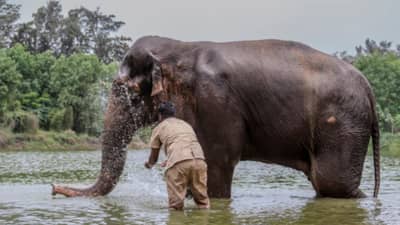 आम्ही मठाच्या स्वामींसोबत चर्चा करत आहोत,  महादेवी हत्तीणीबाबत वनताराकडून स्पष्टीकरण