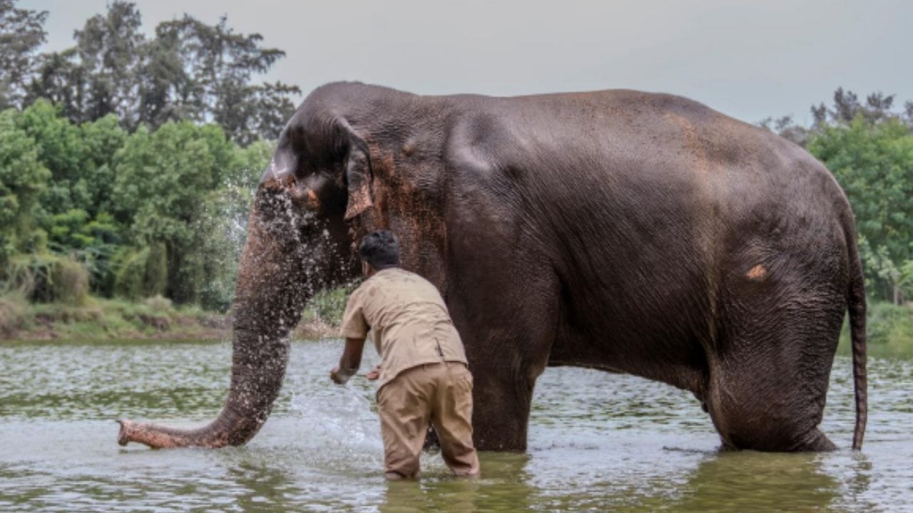 आम्ही मठाच्या स्वामींसोबत चर्चा करत आहोत,  महादेवी हत्तीणीबाबत 'वनतारा'कडून स्पष्टीकरण