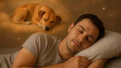 स्वप्नामध्ये कुत्रा दिसणे याचा अर्थ तुम्हाला माहिती आहे का?