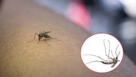 डास चावला तर फिकीर नक्को, चावेल तुम्हाला पण मरेल तोच! अजब तंत्रज्ञान.