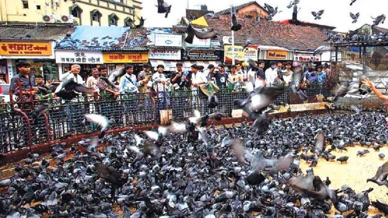 तुम्हीही सावध व्हा... कबुतरांना खायला घातलं, मुंबईत पहिला गुन्हा दाखल; कोर्टाच्या आदेशानंतर पोलिसांची मोठी कारवाई तुम्हीही सावध व्हा... कबुतरांना खायला घातलं, मुंबईत पहिला गुन्हा दाखल; कोर्टाच्या आदेशानंतर पोलिसांची मोठी कारवाई