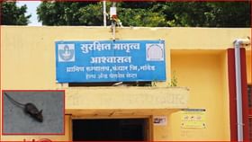नांदेड ग्रामीण रुग्णालयात उंदरांचा उच्छाद; त्वरीत कारवाईचे आदेश नांदेड ग्रामीण रुग्णालयात उंदरांचा उच्छाद; त्वरीत कारवाईचे आदेश