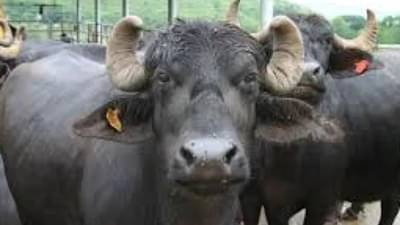 पिसाळलेला कुत्रा म्हशीला चावला, कोण मेलं असेल? अन् नांदेडमध्ये रेबीजचं इंजेक्शन घेण्यासाठी लोकांनी का केलीय गर्दी?