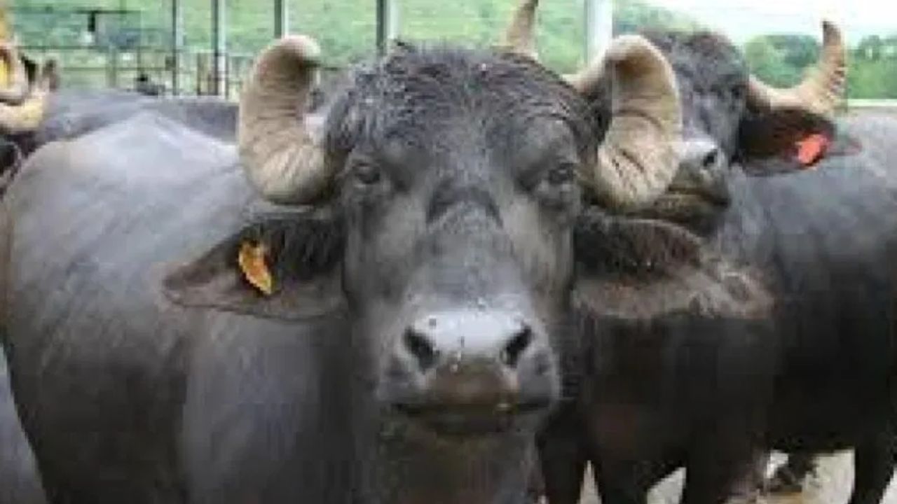 पिसाळलेला कुत्रा म्हशीला चावला, कोण मेलं असेल? अन् नांदेडमध्ये रेबीजचं इंजेक्शन घेण्यासाठी लोकांनी का केलीय गर्दी?