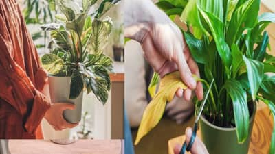 वास्तुशास्त्रानुसार घरात ही झाडे लावणे अशुभ; येतो नात्यात दुरावा अन् घरात नकारात्मकता