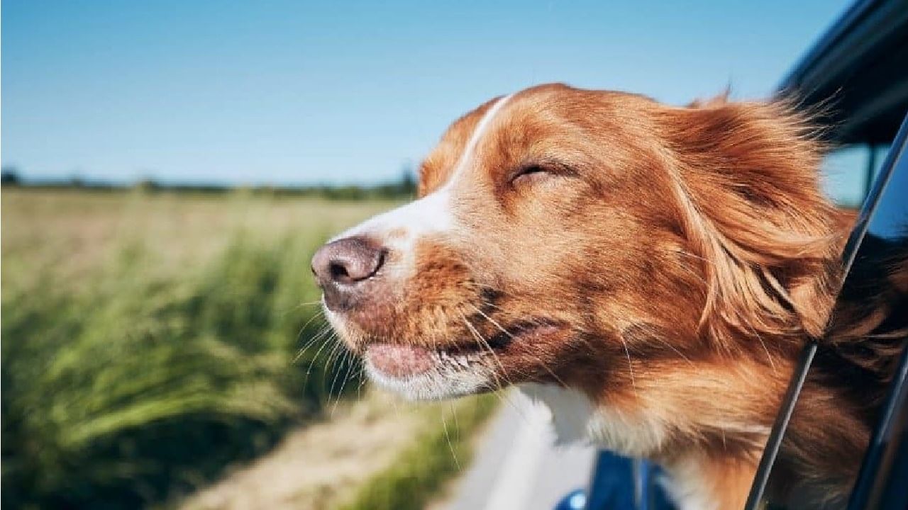 पाळीव प्राण्यांसोबत प्रवास करत आहात? मग 'या' 5 स्मार्ट टिप्सचा वापर करा पाळीव प्राण्यांसोबत प्रवास करत आहात? मग 'या' 5 स्मार्ट टिप्सचा वापर करा