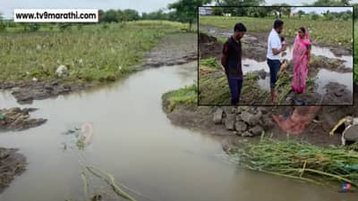 Solapur Crop Loss : पोटाला चिमटे अन् शेतीवर खर्च… मुसळधार पाऊस, बांध फुटला.. सगळं होत्याचं नव्हतं; महिला शेतकरी हतबल