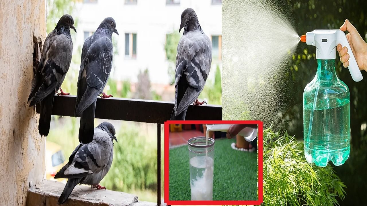 हा वास कबुतरांना अजिबात आवडत नाही, बाल्कनीत एकदाच स्प्रे करा, पुन्हा फिरकणारही नाहीत हा वास कबुतरांना अजिबात आवडत नाही, बाल्कनीत एकदाच स्प्रे करा, पुन्हा फिरकणारही नाहीत