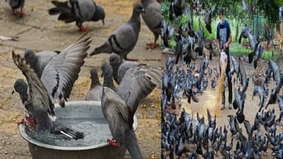 कबुतरांमुळे खरोखरंच आरोग्याला धोका? कबुतरांमुळे कोणते आजार होतात? त्याची लक्षणे काय असतात