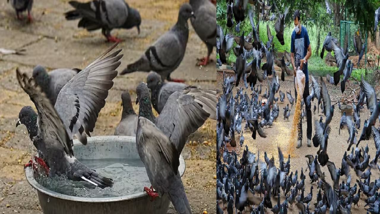 कबुतरांमुळे खरोखरंच आरोग्याला धोका? कबुतरांमुळे कोणते आजार होतात? त्याची लक्षणे काय असतात