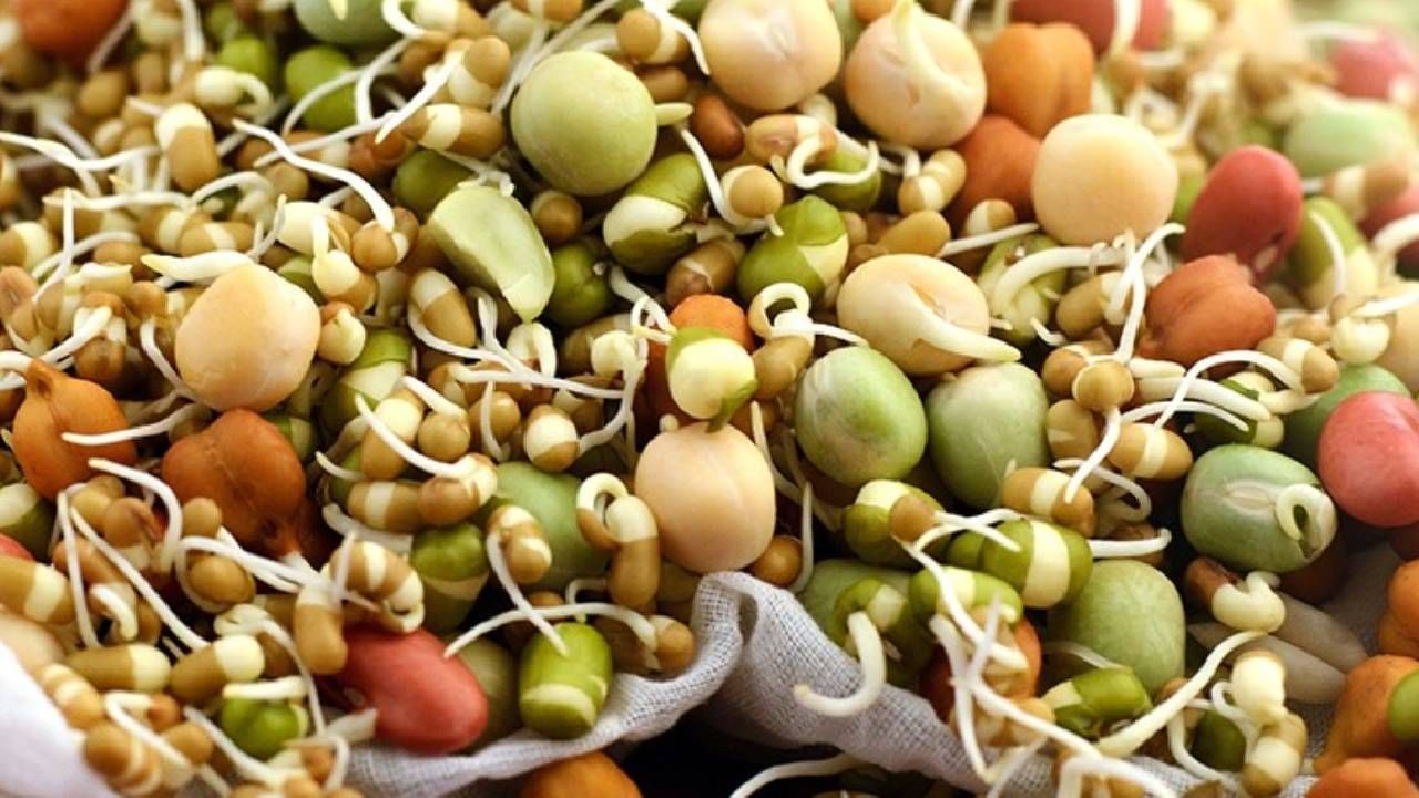 मोड आलेले कडधान्य आरोग्यासाठी पोषणचा खजिना, 21 दिवस खाल्ल्याने तुम्हाला मिळतील 'हे' फायदे मोड आलेले कडधान्य आरोग्यासाठी पोषणचा खजिना, 21 दिवस खाल्ल्याने तुम्हाला मिळतील 'हे' फायदे