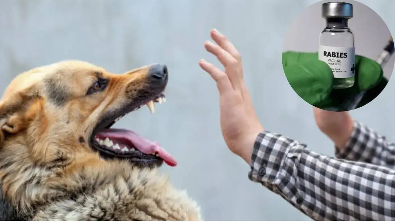 जखम साबणाने धुतल्यानंतर रेबीज धोका कमी होतो ? काय म्हणतात WHO चे तज्ज्ञ जखम साबणाने धुतल्यानंतर रेबीज धोका कमी होतो ? काय म्हणतात WHO चे तज्ज्ञ