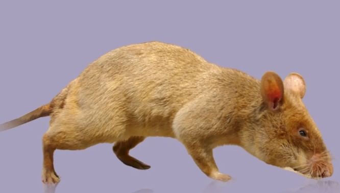 घरात एकदा उंदीर जाला की त्यापासून सुटका करून घेणे फारच अवघड होऊन बसते. हेच उंदीर घरातल्या सामानाची नासधूस करून टाकतात. पण घरातल्या उंदरांपासून सुटका करून घ्यायची असेल तर काही घरगुती उपाय करता येऊ शकतात. 