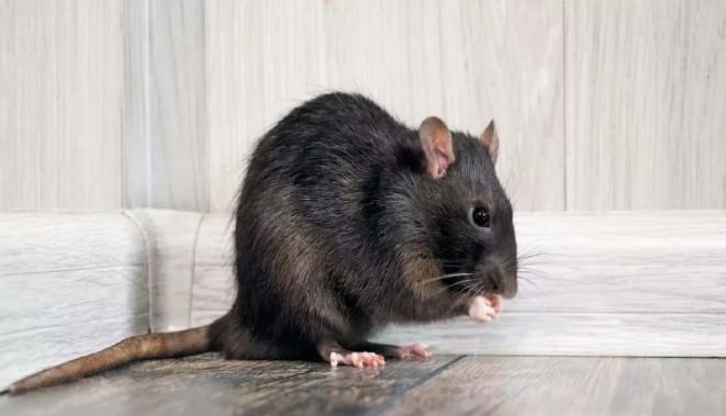 उंदरांना कापूर आणि लवंग यांचाही गंध आवडत नाही. त्यामुळे कापूर आणि लवंग यांना जिथे उंदीर झालेले आहेत तिथे ठेवू शकता.  यामुळे उंदीर पळून जाण्यास मदत होईल. 